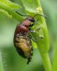 Emarhopa rufa